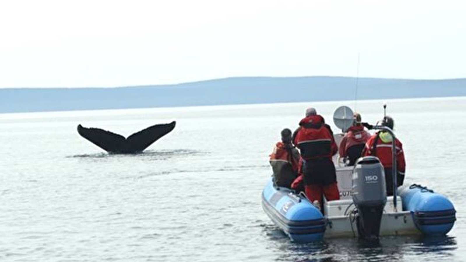Conférence « Les chercheurs de baleines. Plongez au cœur de la science des océans ! » de Aude Lalis