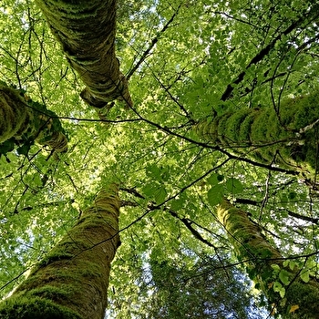 Catherine Bollengier - Sylvothérapie - LA RIXOUSE
