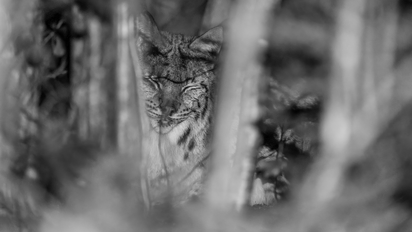 Sortie 'Dans la peau du Lynx boréal'