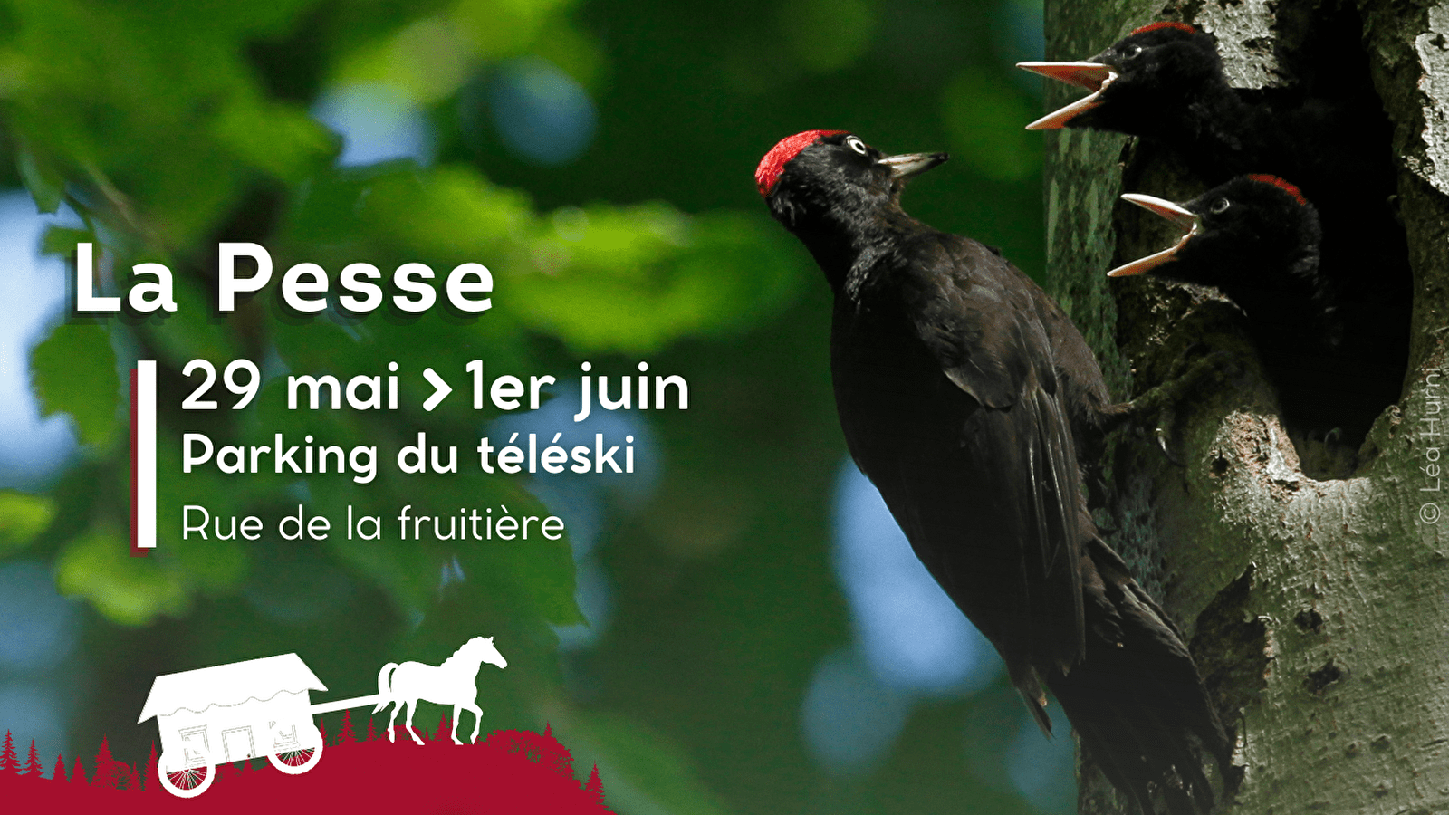Exposition Itinérante 'Les forêts d'altitude, des forêts de liens'