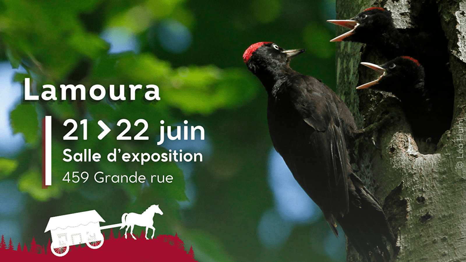 Exposition Itinérante 'Les forêts d'altitude, des forêts de liens'