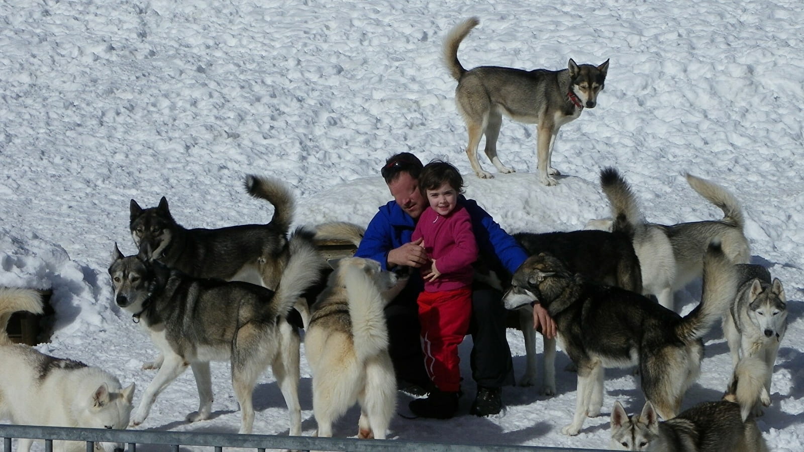 Immersion avec les chiens de traineaux