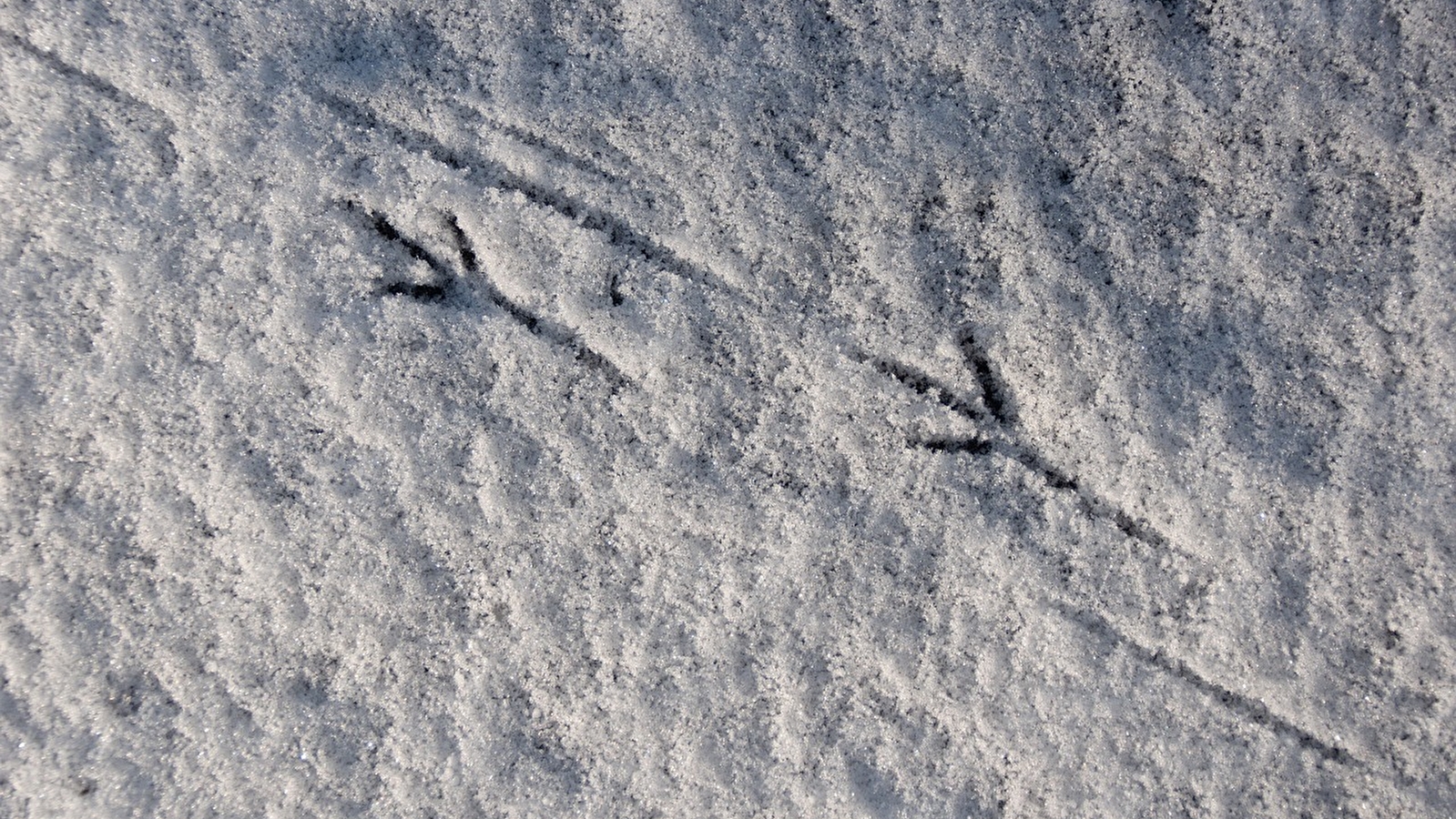 CPIE du Haut-Jura - Sur les traces de la faune en hiver