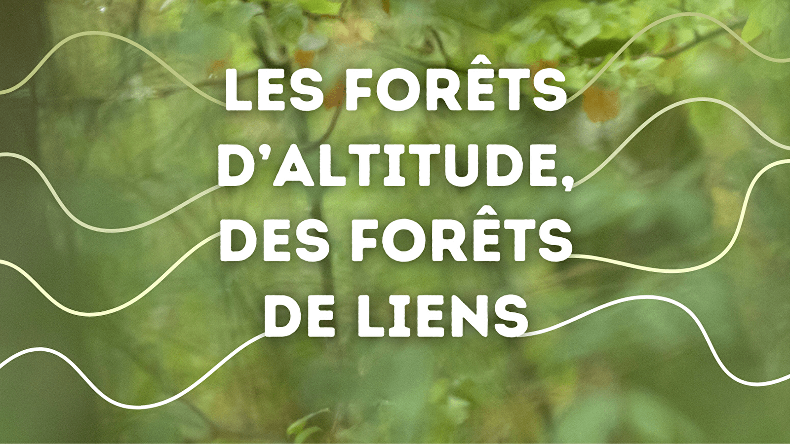Exposition Itinérante 'Les forêts d'altitude, des forêts de liens'