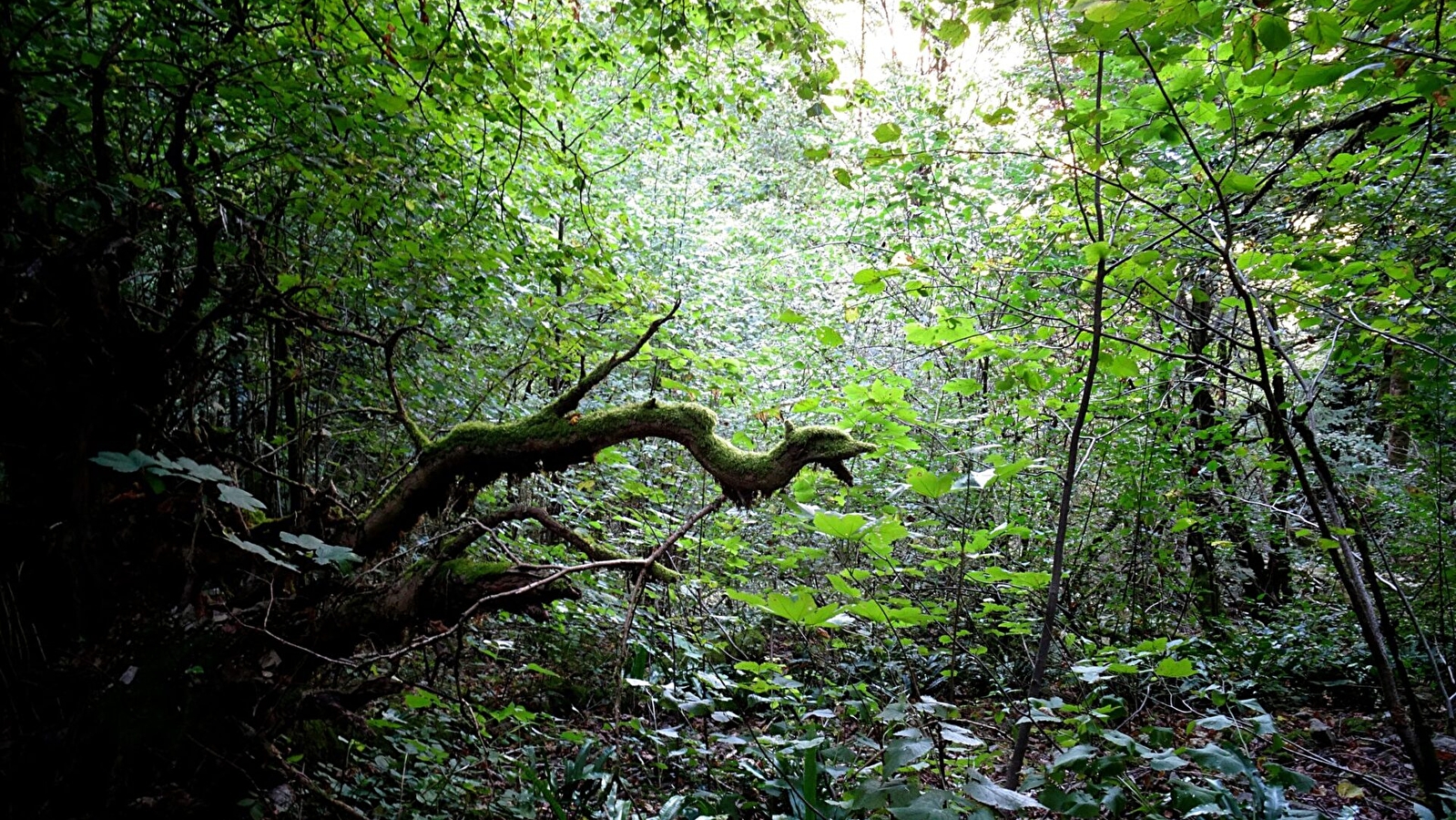 La fraternelle - sortie de résidence : Murmures > compagnie Pernette