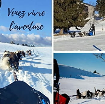 La vallée des laïkas - Chiens de traîneaux - LA PESSE
