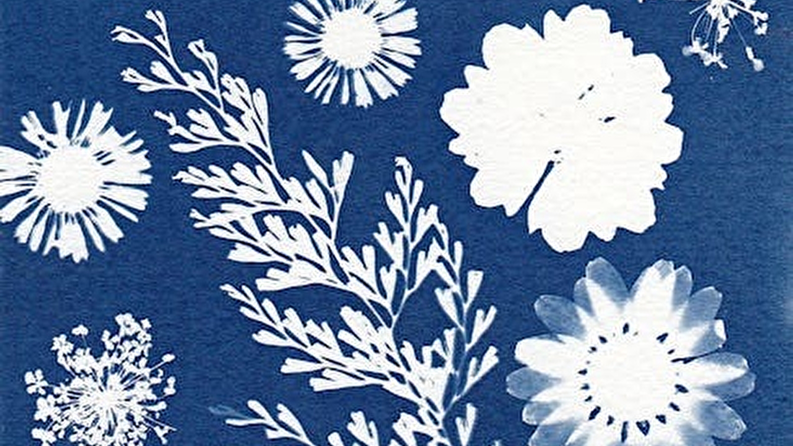 Musée de l'Abbaye - Atelier Cyanotype