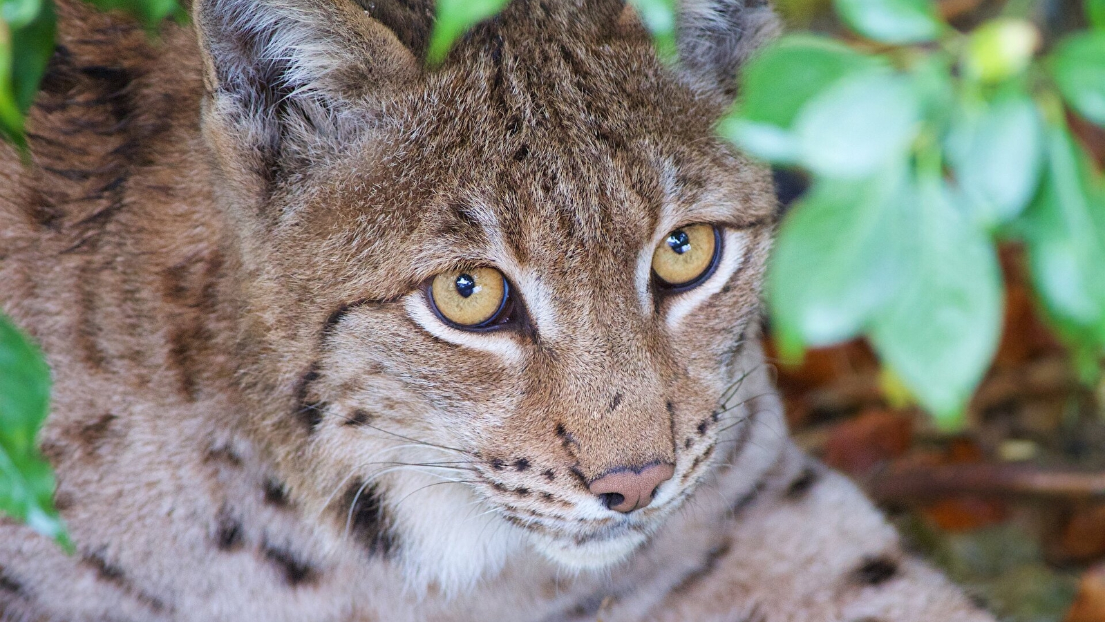 Parc Animalier La Garenne