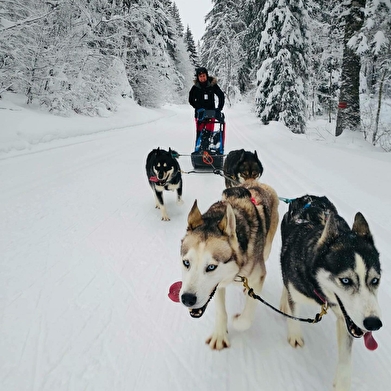 Sentiers Nordiques - Chiens de traîneaux