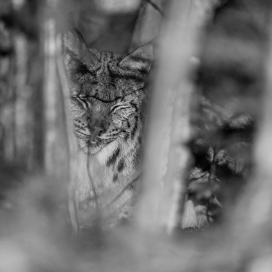 Sortie 'Dans la peau du Lynx boréal'