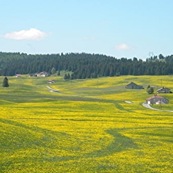 BELLECOMBE - BELLECOMBE