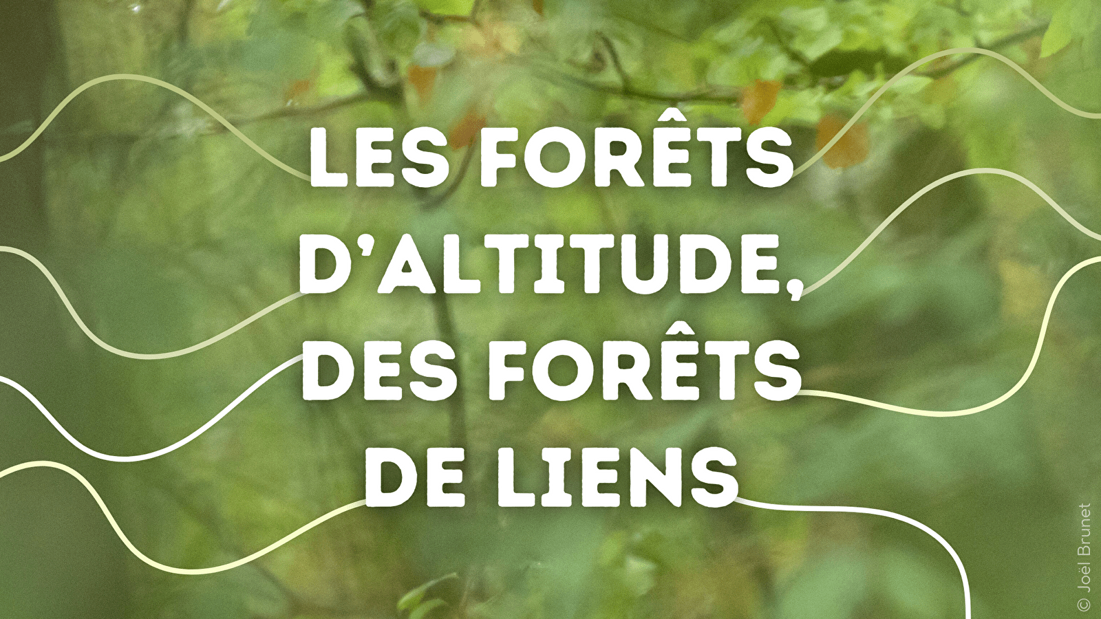 Exposition Itinérante 'Les forêts d'altitude, des forêts de liens'