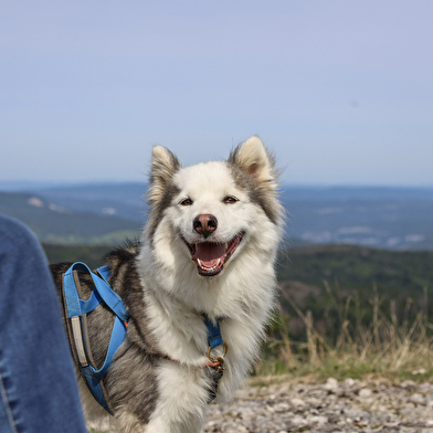 La vallée des laïkas -  kart, cani-trottinette et cani-rando