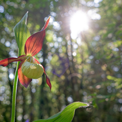 Jean-Baptiste Strobel - Guide naturaliste, accompagnateur en montagne
