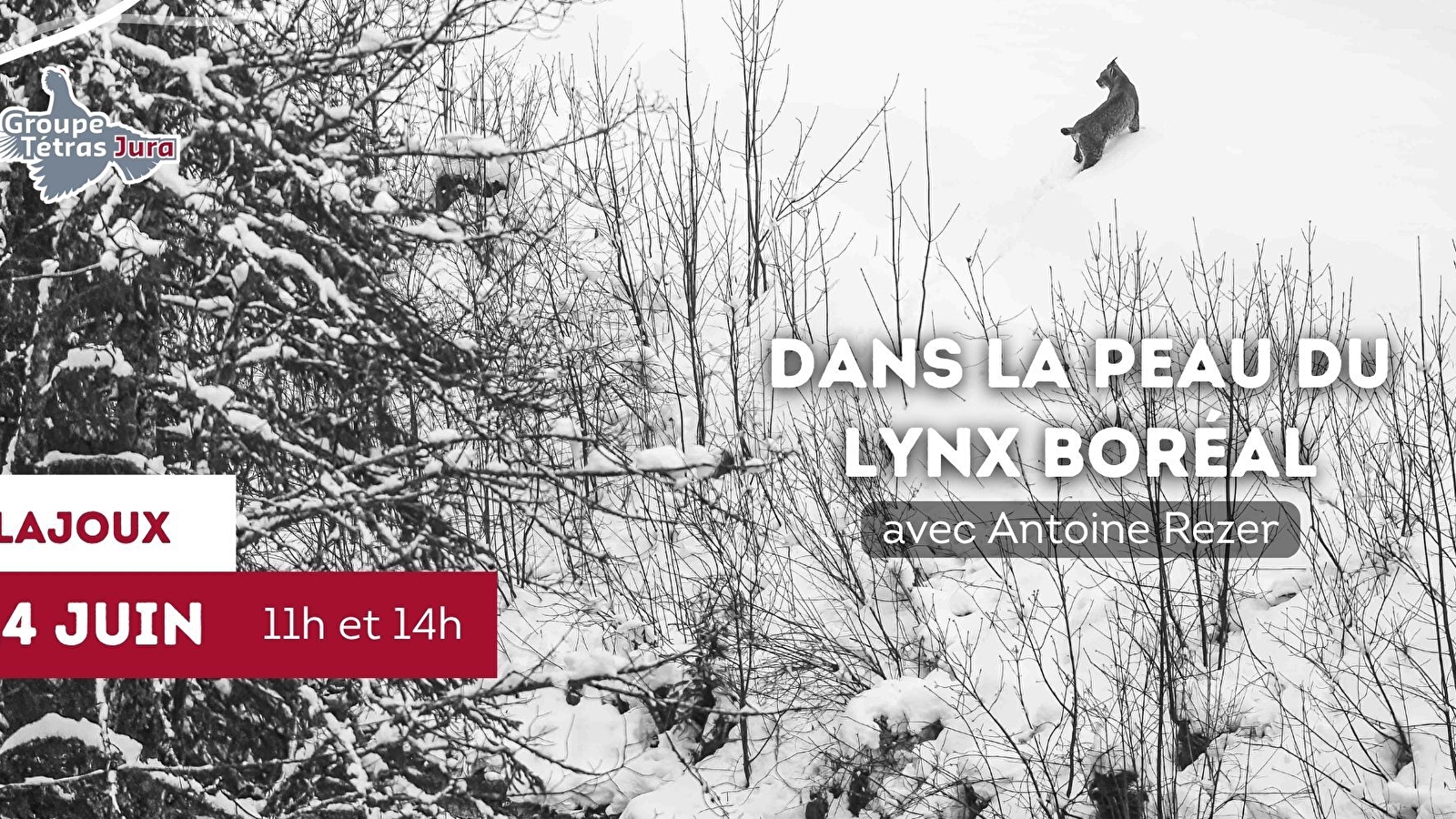Sortie 'Dans la peau du Lynx boréal'